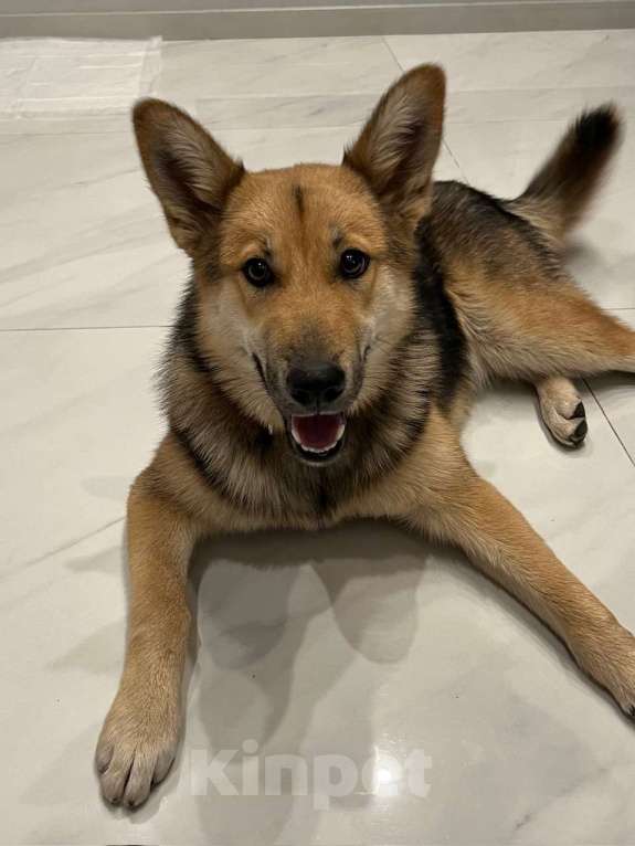 Собаки в Москве: Найдена собака, девочка, в САО, Москва Девочка, Бесплатно - фото 2