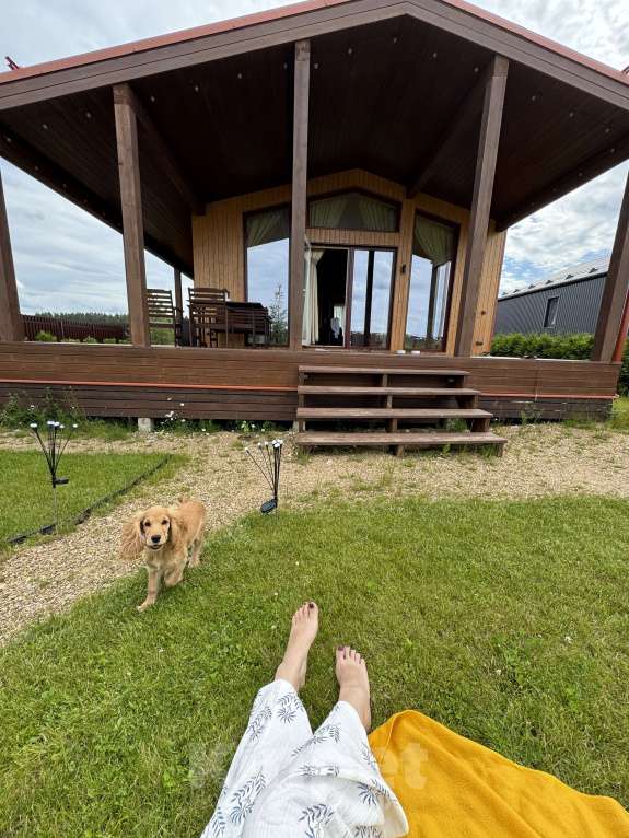 Собаки в Котельнике: Передам любящим хозяевам🫶свою принцессу Девочка, Бесплатно - фото 6