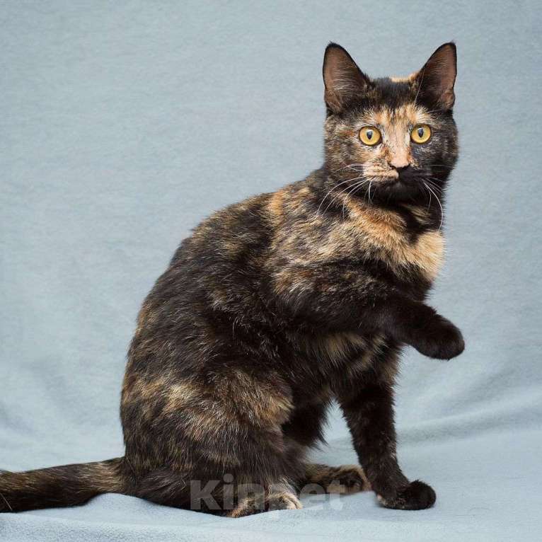 Кошки в Москве: Нюську решили выкинуть Девочка, Бесплатно - фото 3