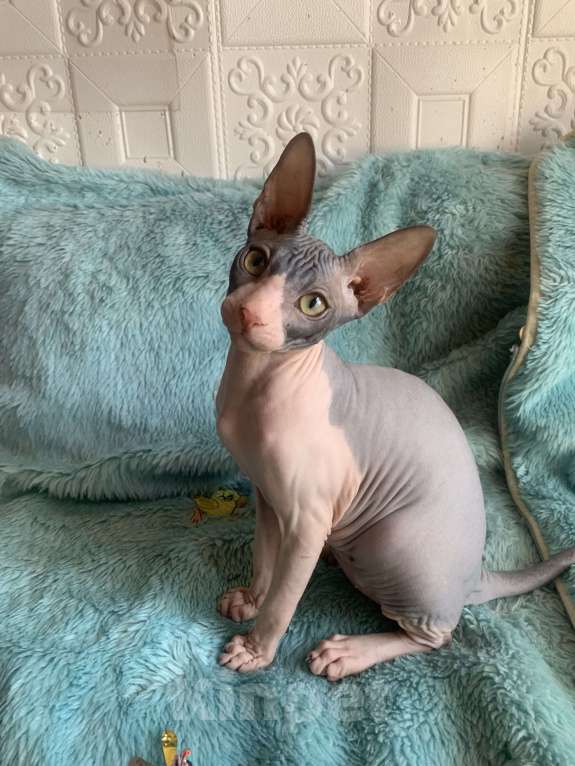 Кошки в Москве: Котик Донского сфинкса  Мальчик, 45 000 руб. - фото 8