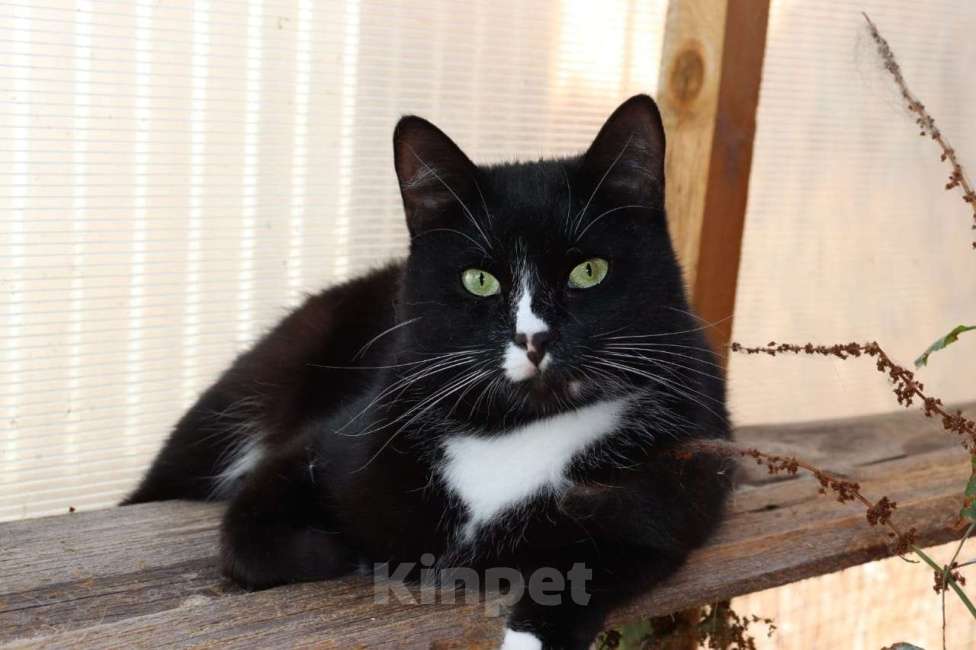 Кошки в Москве: Привет! Я, Бася. Мальчик, Бесплатно - фото 1