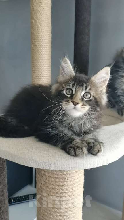 Кошки в Иркутске: Зефир Мальчик, 30 000 руб. - фото 3