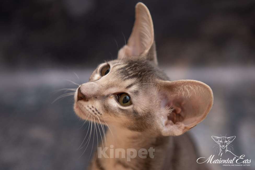 Кошки в Санкт-Петербурге: Ориентал в современном типе  Девочка, 120 000 руб. - фото 3