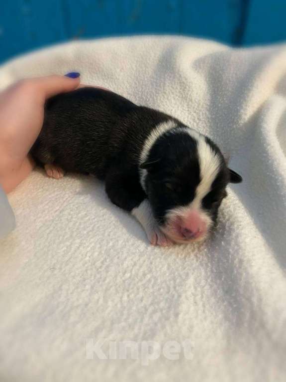 Собаки в Санкт-Петербурге: Щенки в добрые руки Мальчик, Бесплатно - фото 3