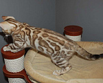 Кошки в Москве: Бенгальский котик Мальчик, 60 000 руб. - фото 2