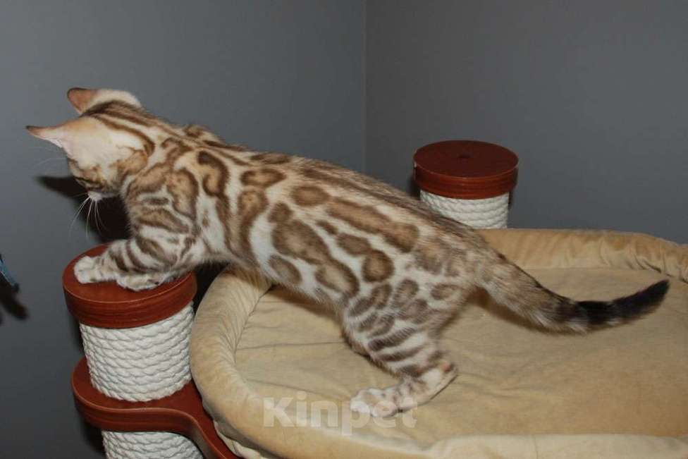 Кошки в Москве: Бенгальский котик Мальчик, 60 000 руб. - фото 2