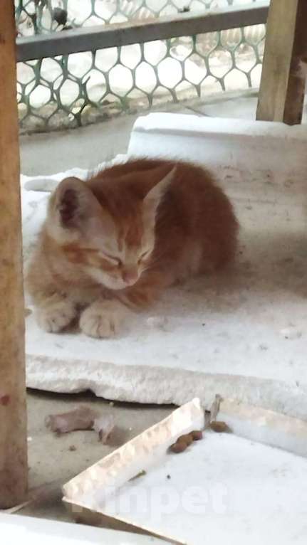 Кошки в Таганроге: Котята в добрые руки  Мальчик, Бесплатно - фото 2