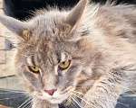 Кошки в Кисловодске: Котик мейнкун Мальчик, 15 000 руб. - фото 1