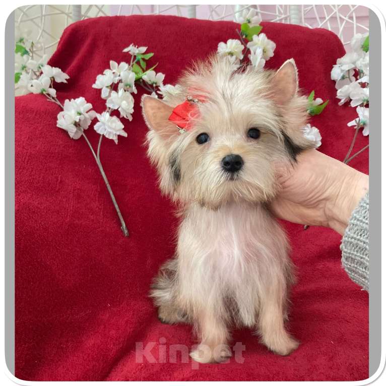 Собаки в Москве: Голддаст йорк микро девочка золотая Девочка, 65 000 руб. - фото 5