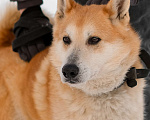 Собаки в Санкт-Петербурге: Яркий спокойный Рыжик из приюта Мальчик, Бесплатно - фото 2