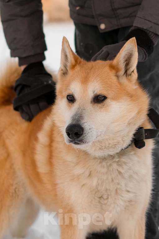 Собаки в Санкт-Петербурге: Яркий спокойный Рыжик из приюта Мальчик, Бесплатно - фото 2