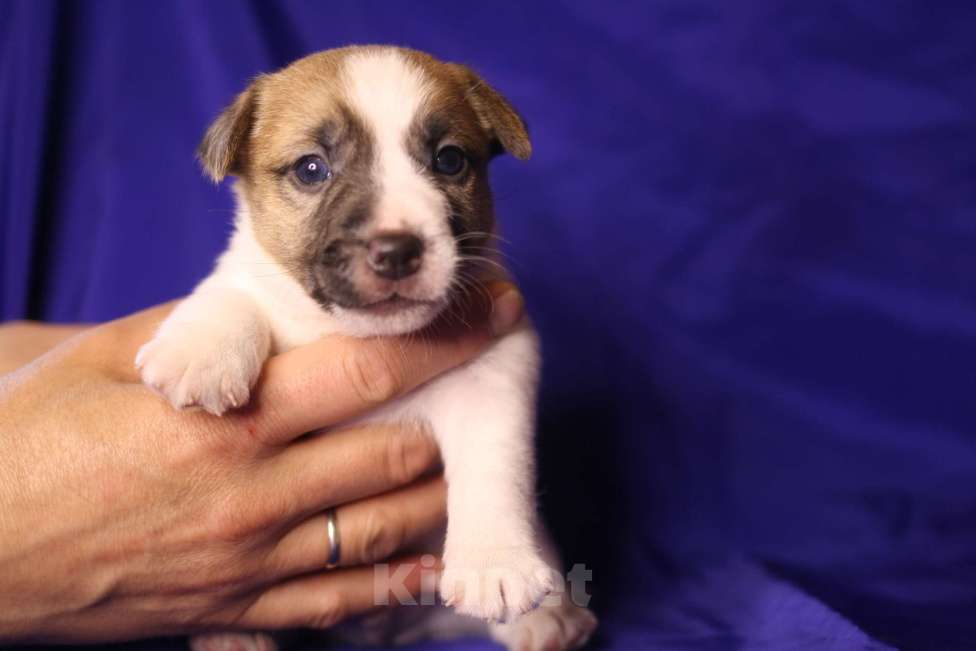 Собаки в Всеволожске: Щенок джек рассел терьера гладкий Мальчик, 50 000 руб. - фото 4