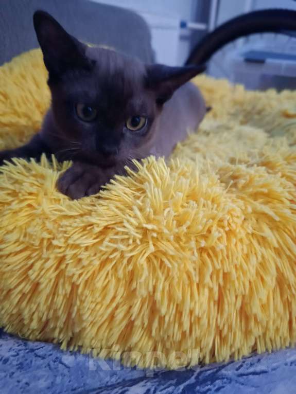 Кошки в Ростове-на-Дону: Малыш европейской Бурмы  Мальчик, 50 000 руб. - фото 4