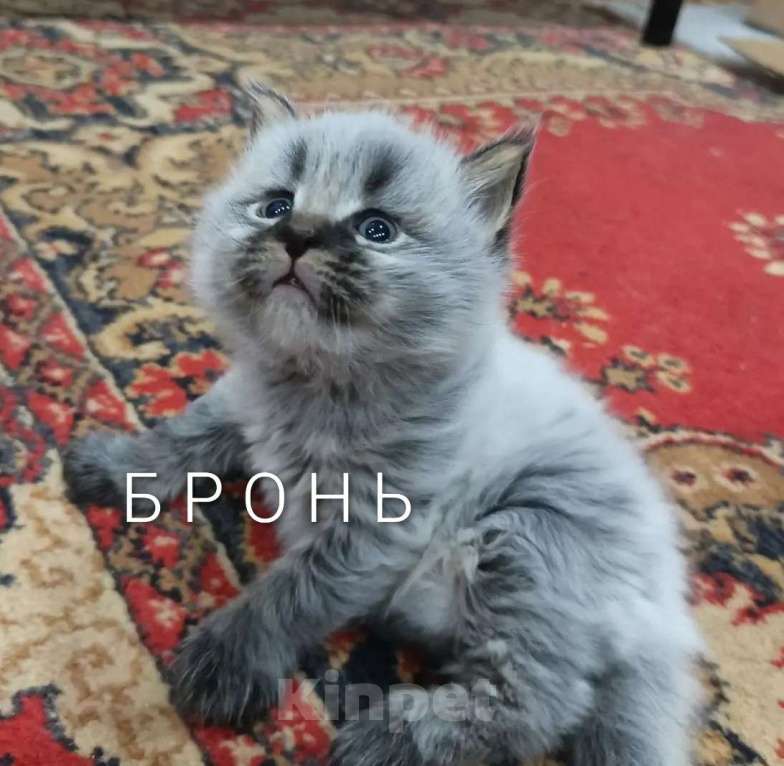 Кошки в Новосибирске: Котенок мейн-кун Девочка, 8 000 руб. - фото 6