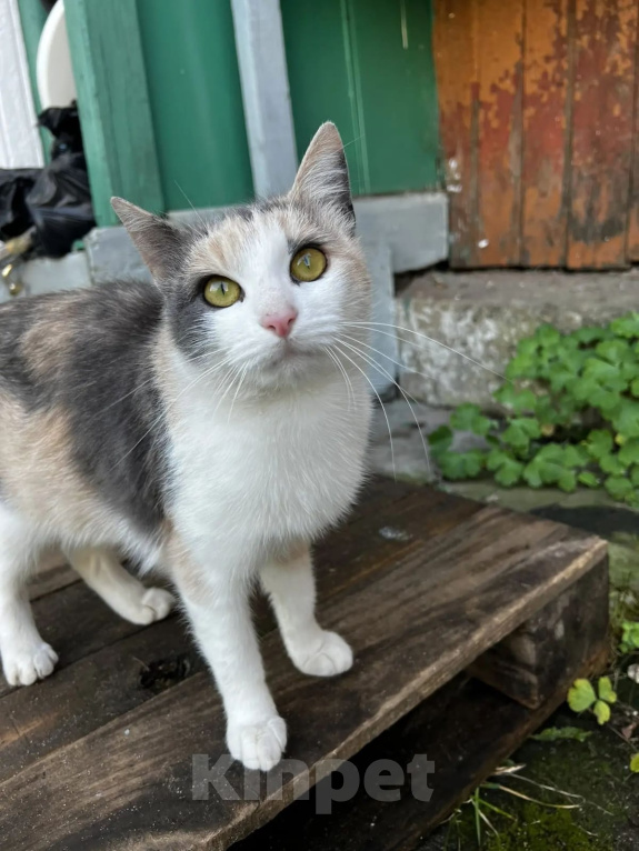 Кошки в других городах Московской области: Котёнок в добрые руки Девочка, Бесплатно - фото 1