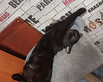 Кошки в Красноярске: Отдам кота в добрые руки в связи с переездом  Мальчик, Бесплатно - фото 5