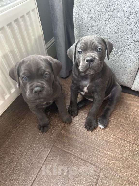 Собаки в других городах Московской области: Щенки кане-корсо Девочка, 45 000 руб. - фото 1