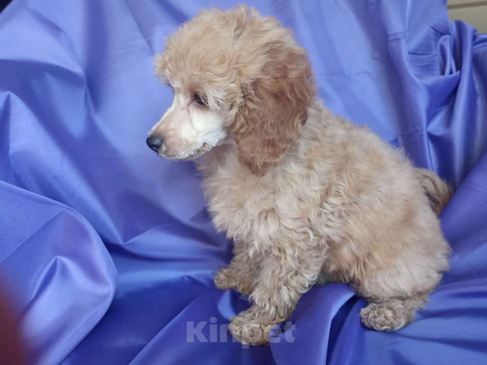 Собаки в Санкт-Петербурге: Девочка миниатюрного пуделя РКФ Девочка, 90 000 руб. - фото 3