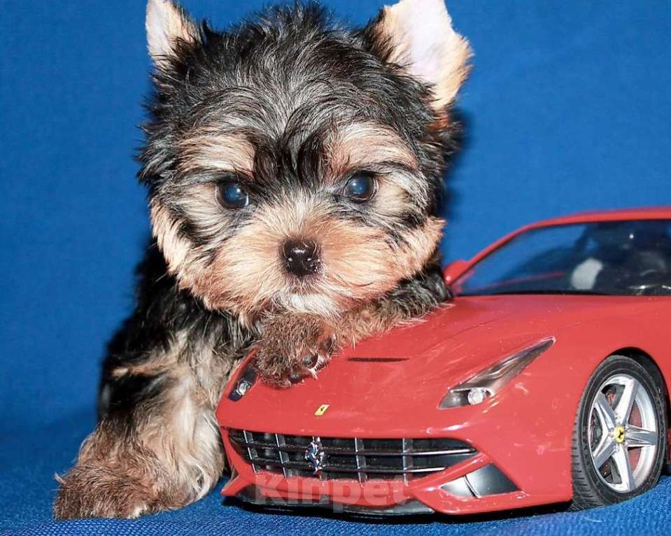 Собаки в Москве: Маленький мальчик, Лидер. Мальчик, 60 000 руб. - фото 4