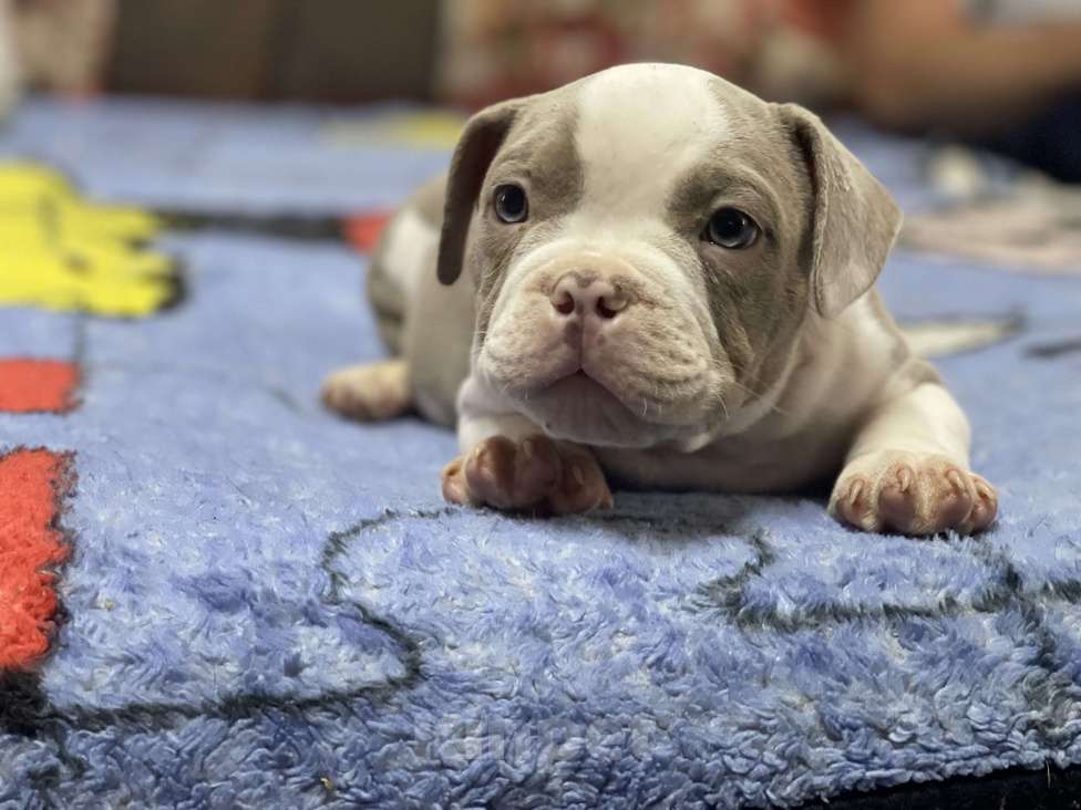 Собаки в Челябинске: Американский булли , щенки Мальчик, 60 000 руб. - фото 6