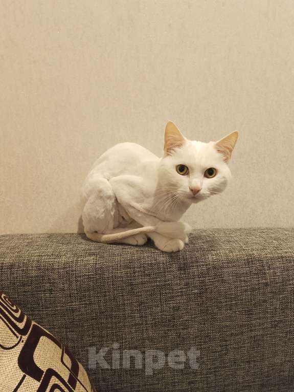 Кошки в Мурином: Отдам в добрые руки Мальчик, Бесплатно - фото 5