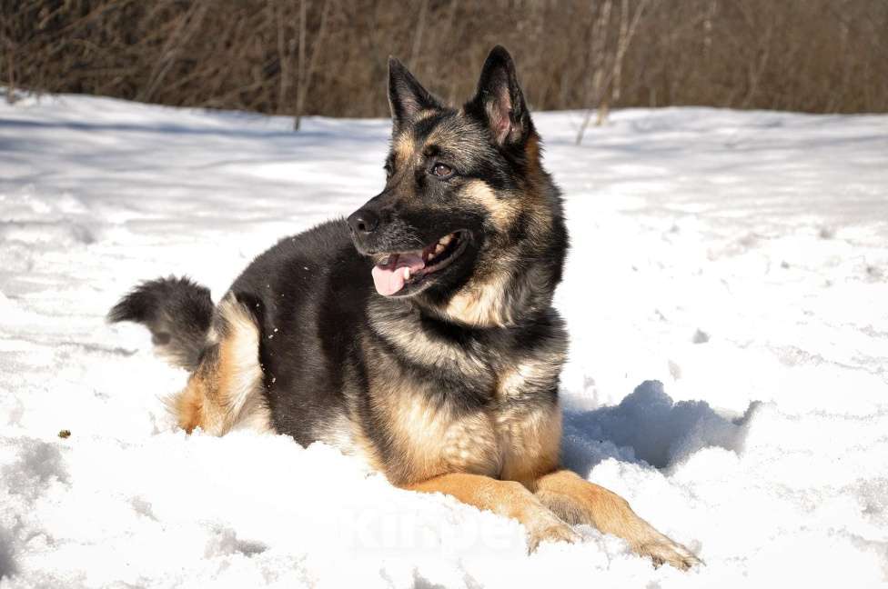 Собаки в Ногинске: Рокси попала в приют после смерти хозяина Девочка, Бесплатно - фото 7