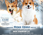 Собаки в Москве: вельш корги пемброк щенки от Интерчемпиона Девочка, 65 000 руб. - фото 4
