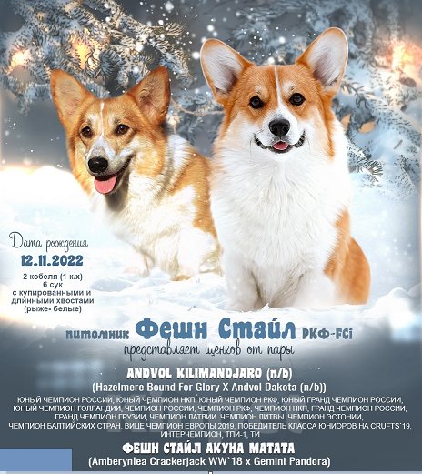 Собаки в Москве: вельш корги пемброк щенки от Интерчемпиона Девочка, 65 000 руб. - фото 4