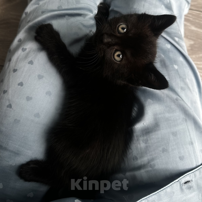 Кошки в Сочи: СРОЧНО ИЩУ ДОМ КОТЕНКУ Мальчик, Бесплатно - фото 2