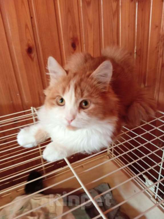 Кошки в Воронеже: Котик-компаньон Мальчик, 100 руб. - фото 1
