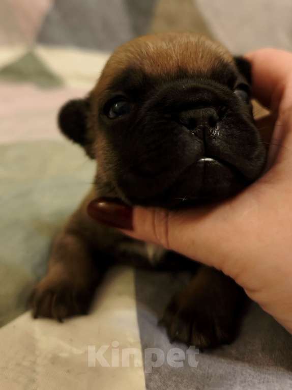 Собаки в Севастополе: Денни ДеВито Мальчик, 70 000 руб. - фото 2