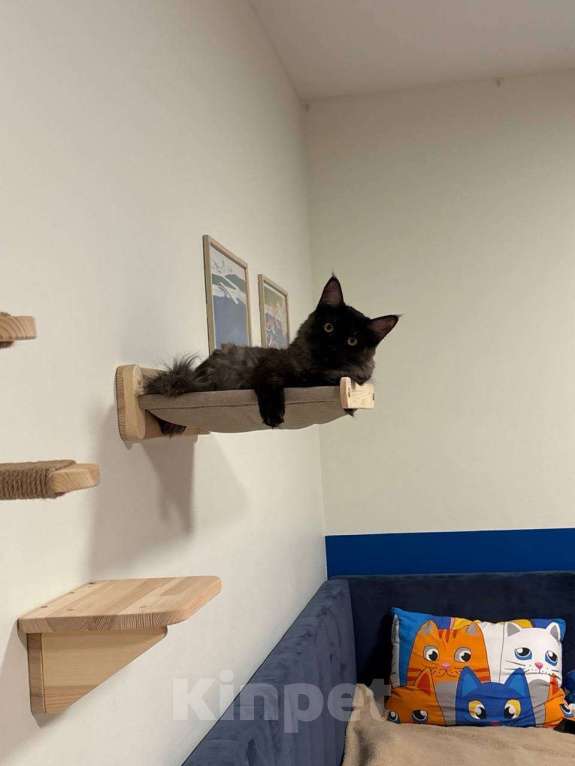 Кошки в Москве: Котята мейн-куны с метрикой Разнополые, 35 руб. - фото 4