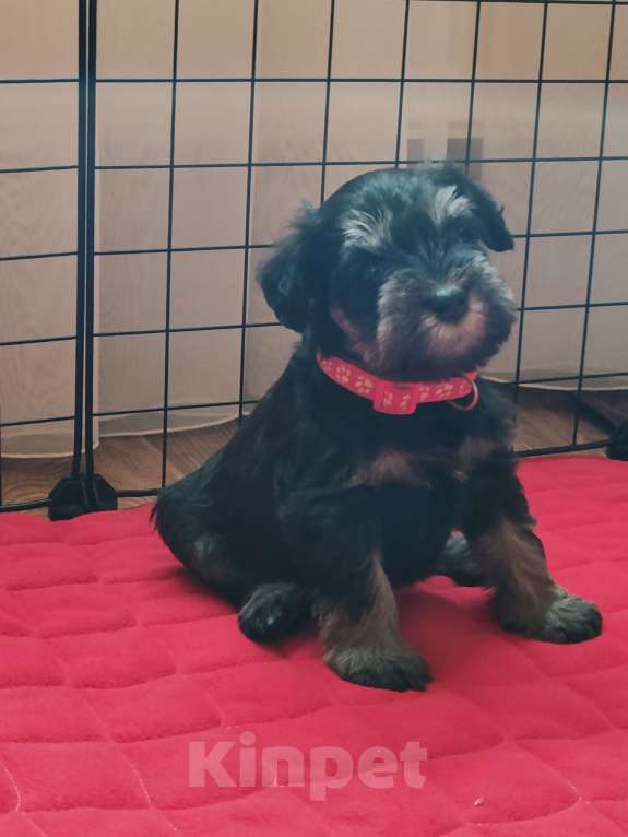 Собаки в Москве: Щенки цвергшнауца окраса черный с серебром. Разнополые, Бесплатно - фото 2