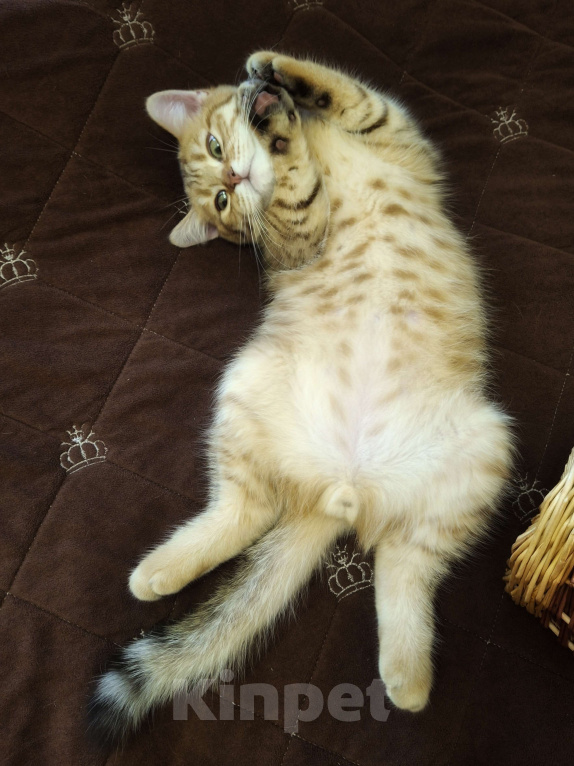 Кошки в Москве: Шотландский котенок шоколадный пятнистый Мальчик, 15 000 руб. - фото 3