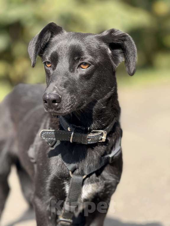 Собаки в Москве: Ирма Девочка, Бесплатно - фото 9