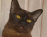 Кошки в Москве: Бурманский котенок соболь, 60 000 руб. - фото 1