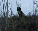 Собаки в Волгограде: Русский охотничий спаниель приглашает дам!, 500 руб. - фото 6