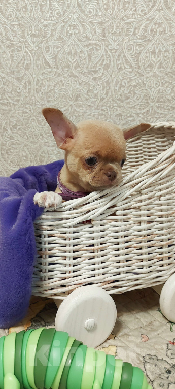 Собаки в Новосибирске: Курносый изабелловый мальчик! Мальчик, Бесплатно - фото 4