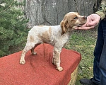 Собаки в Твери: Продаются щенки бретонского эпаньола Девочка, Бесплатно - фото 4
