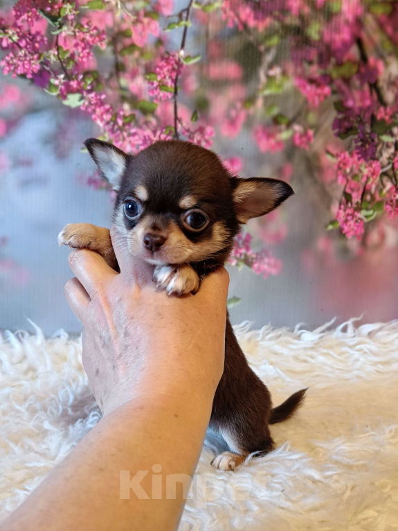 Собаки в Москве: Шоколадный мини мальчик Мальчик, 45 000 руб. - фото 4