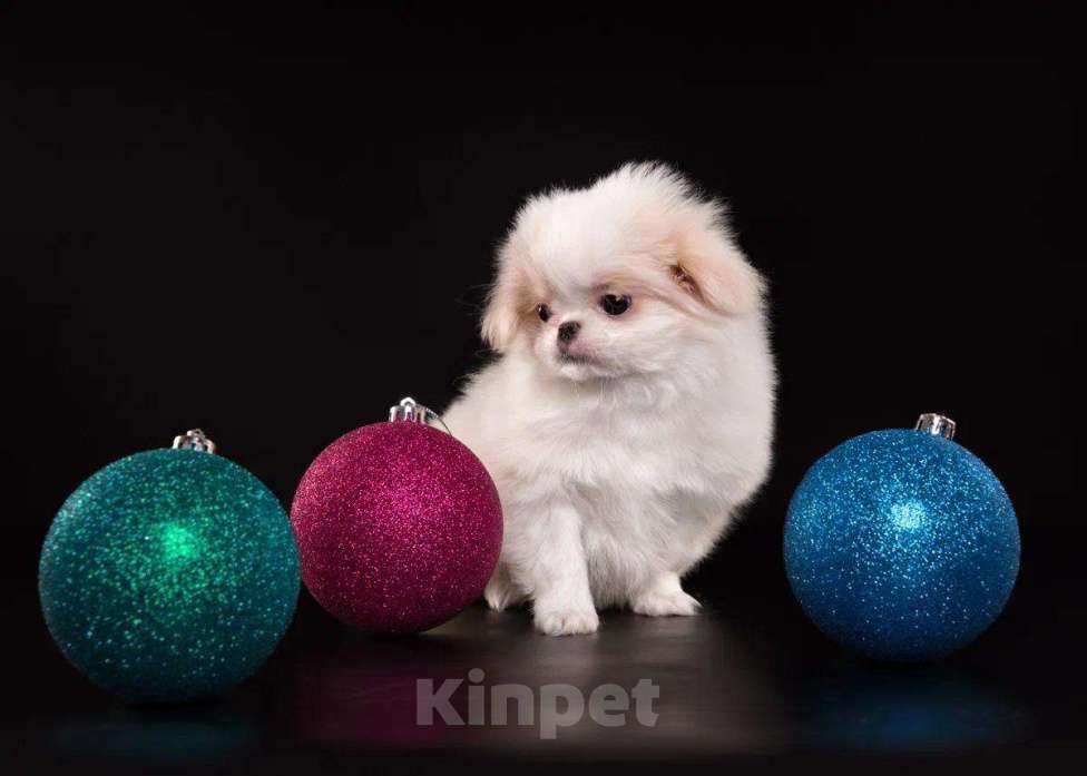 Собаки в других городах Нижегородской области: Щенки породы японский хин Девочка, Бесплатно - фото 6