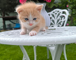 Кошки в Москве: Котенок 1 месяц Мальчик, Бесплатно - фото 3