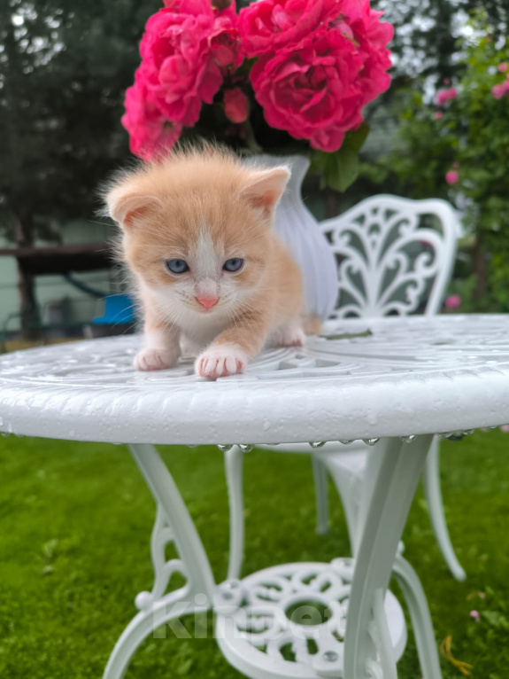 Кошки в Москве: Котенок 1 месяц Мальчик, Бесплатно - фото 3