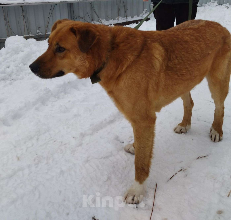 Собаки в других городах Московской области: Рэй ищет дом Мальчик, Бесплатно - фото 6
