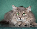 Кошки в Москве: Пушистый нежный и ласковый кот Пух ищет дом Мальчик, 1 руб. - фото 9