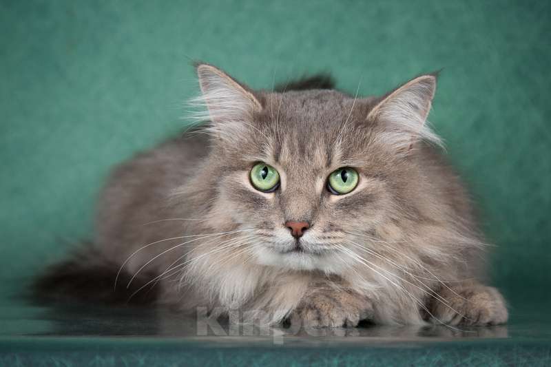 Кошки в Москве: Пушистый нежный и ласковый кот Пух ищет дом Мальчик, 1 руб. - фото 9