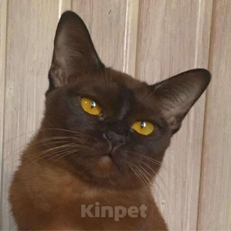 Кошки в Москве: Бурманский котенок соболь, 60 000 руб. - фото 1