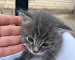Кошки в Казани: котята в добрые руки Разнополые, Бесплатно - фото 1