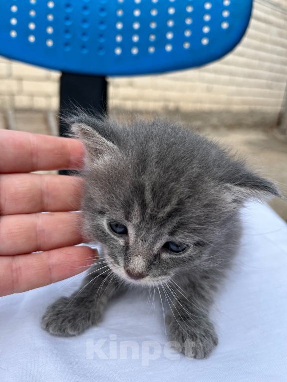 Кошки в Казани: котята в добрые руки Разнополые, Бесплатно - фото 1