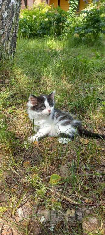 Кошки в других городах Владимирской области: Котята 1,5 месяца Мальчик, Бесплатно - фото 3